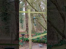 Very busy bird feeder at Natural Surroundings (wildflower centre) in Norfolk.