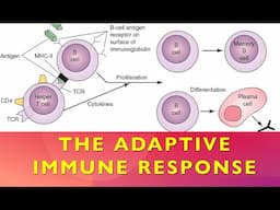 Adaptive (Acquired) Immune System Physiology