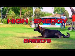 High-Energy Breeds : What Owners Need to Know Before Adopting #2025