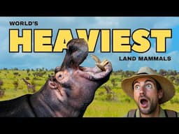 12 Heaviest LAND Mammals (+3 Extinct Megabeasts)