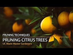 Pruning Citrus Trees: Lemons, Limes, Oranges and More