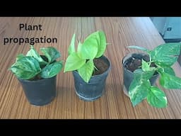 आज लगाये  plants cuttings/plant cuttings propagation/plants care