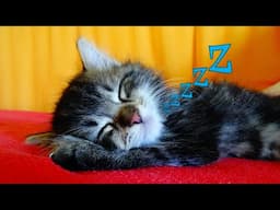 Funny Cats 😸 Sleeping 😴 - Cute Kittens Taking A Nap