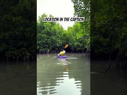 Kayaking in Mangroves in #Mulki.  #kayaking #karnataka