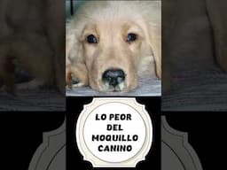 🔴Síntomas del Moquillo Nervioso en Perros ⏩Como Saber si mi Perro tiene Moquillo Nervioso ❓