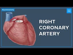 Right coronary artery and its branches - Quick Anatomy | Kenhub