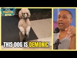 DEMONIC DOG WALKS UP STAIRS ON TWO FEET! | Double Toasted Bites