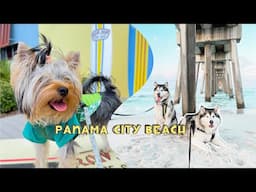 Panama City Beach | Malamute take over the beach town