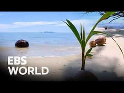 [ENG SUB] Real-life 【Cast Away】? Following a floating coconut across the ocean #PICKDOC