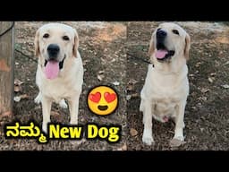 My New Labrador Retriever Dog | Lab | Dog |  Pet Care kannada