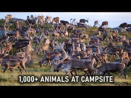 1,000+ animals storm our remote campsite on 22-day trip