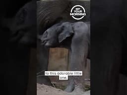 New Baby Elephant at Oregon Zoo | Your Morning