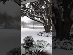 Snow in South Louisiana,#wildlife #weather #weatherupdate