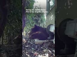 Bear finds refuge under an Altadena home during Eaton Fire #Shorts