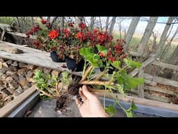 Overwintering Geraniums & Saving Geranium Seeds!