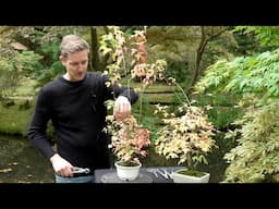 How to get a thick Bonsai trunk