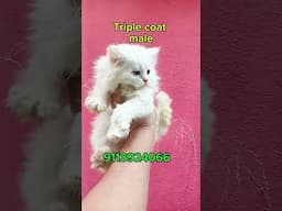 Persian cat kitten available for sale in Bangalore #dollfacepersiancat #catpersiancat