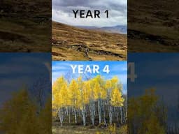 This Magic Yellow Tree Rapidly Restores Dead Land