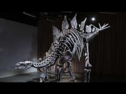 11 Questions About Stegosaurus