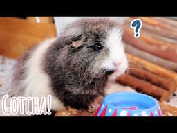 Guinea Pig Mystery Solved?!