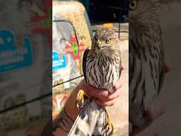 Using Tools and Ingenuity for a Cooper’s Hawk Rescue 🦅 | Wildlife Command Center #hawk #shorts