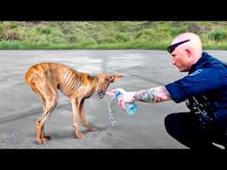 Animals That Asked People for Help & Kindness !