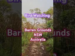 Bird Watching at Barren Grounds, NSW, Australia  #birds #birdsofaustralia #birdenthusiast #nature