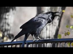 Western Raven cawing in Prescott, Arizona