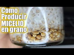 Como producir MICELIO en GRANO cultivo de hongos en casa || Bananafabric