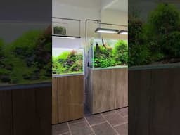 Aquascaper tanks at Aquarium Gardens #aquascaping #natureaquarium #plantedtank