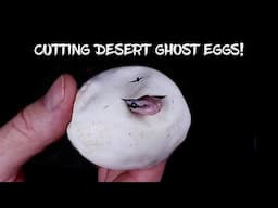 Ball Python Egg Cutting: Will I hit the Visual Desert Ghost This Time?