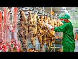 Modern Crocodile Raising & Crocodile Meat Processing Method - Camel & Ostrich Farming In The Desert