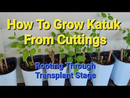 How To Grow Katuk From Cuttings - Rooting through Transplant stages