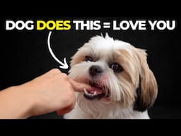 20 Hidden Signs Dogs Say "I Love You, That You Overlook