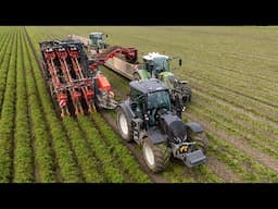 *NEW* Dewulf GK 3 carrot harvester | Valtra & Fendt | Landbouwbedrijf Jan Bakker