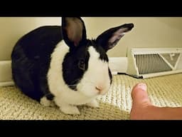 Rabbit vs Toe or: How He Learned to Stop Worrying and Love the Toe