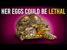 Saving a Giant Tortoise from Her Own Eggs?! + more