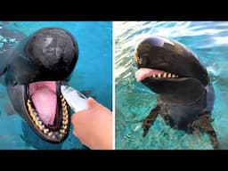 False Killer Whale 🐬 Bizarre Hunter of the Sea!