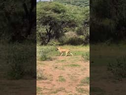 Lion hunting Baboon at Lake Manyara national park, 🇹🇿  #lion #liondocumentary #wildplanet