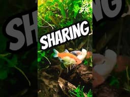 Sharing at Mealtime #tropicalfishtank #fishaquarium #aquariumfish #tropicaltank #fishtank #aquarium