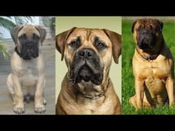 Bullmastiff | Funny and Cute dog video compilation in 2025.