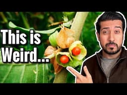 5 Bizarre Side Effects of Ashwagandha NOT to Ignore