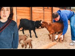 When New Goat Moms Don’t Get Along 😳