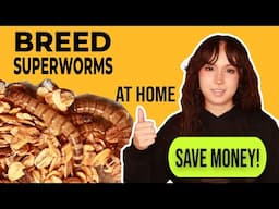 Save Big on Pet Feeders | How to Breed Healthy Super Worms at Home (Easy & Affordable!)