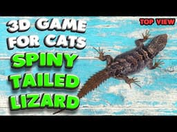 3D game for cats | The spiny-tailed LIZARD (top view) | 4K, 60 fps, stereo sound