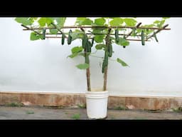 The secret to growing cucumber trellis with just 1 paint bucket and still having lots of fruit