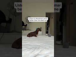 Dog OBEYS Kendrick Lamar’s lyrics