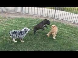 Staffy Befriends a Shy Rescue Dog – Heartwarming Playtime Unfolds!