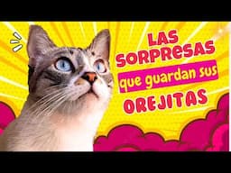 Necesitas saber estas 7 COSAS de las OREJAS de tus GATOS!!