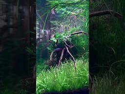 300 Days Old Planted Aquarium Without Co2